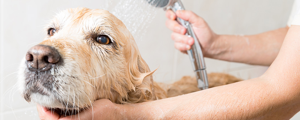 Aristo Pets : Un bain offert