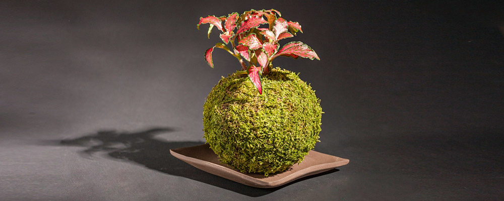 Joie des Fleurs : 10 % de remise sur les Kokedama