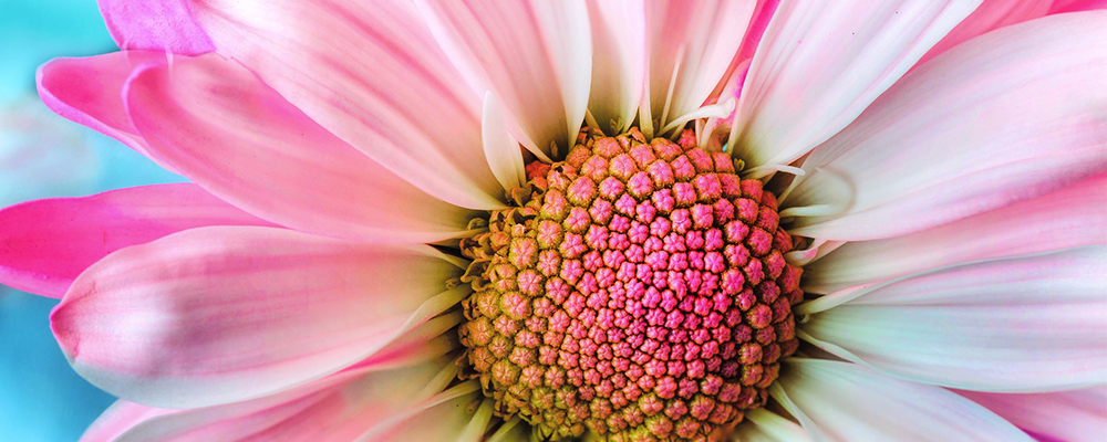 À Fleur de Pot by au naturel : 10% de remise