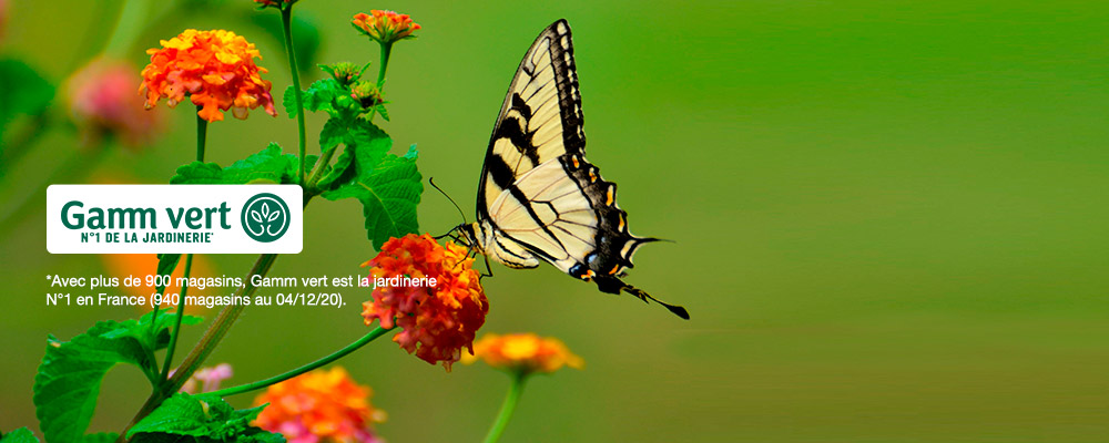 GAMM VERT : 50% de remise