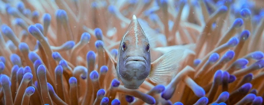 Aquarium du Limousin : 20 % de remise