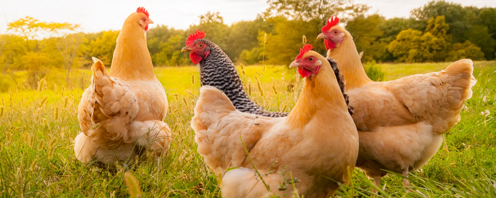 Ferme de Chantecaille : Une aile de poulet offerte