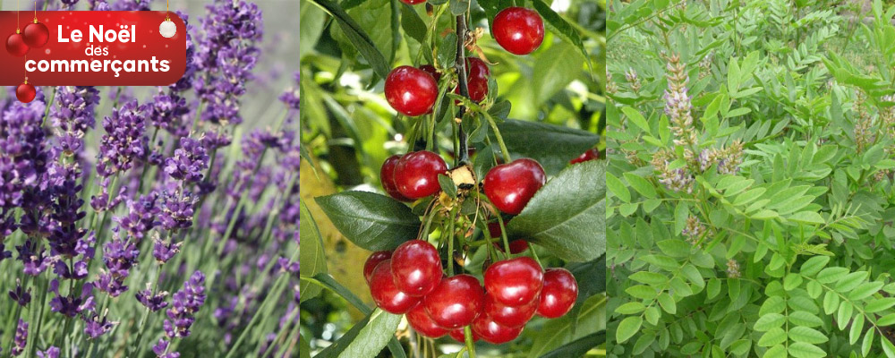 PHARMACIE DU JARDIN EXOTIQUE : 5€ de réduction immédiate