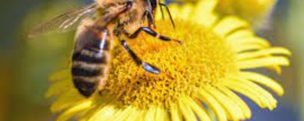 L'Abeille de Picardie : Un paquet de gâteaux offert