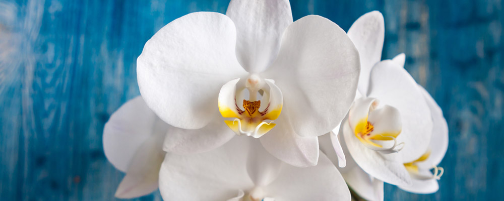Nuance florale: 10% de remise sur les orchidées