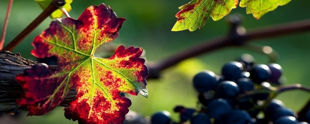 Les vignerons du Brulhois : 10 % de remise