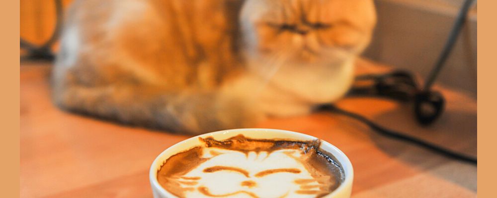 Aux Cat' Coins du Monde: Un café offert.