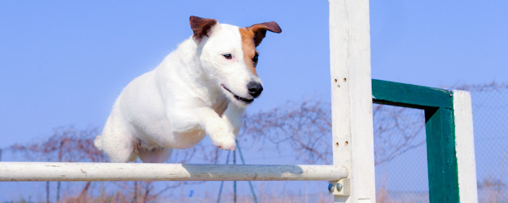 Complexe canin Stay Pawsitive : une Séance gratuite