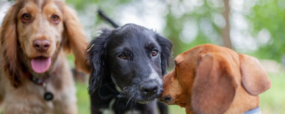 Complexe canin Stay Pawsitive : 10% de remise