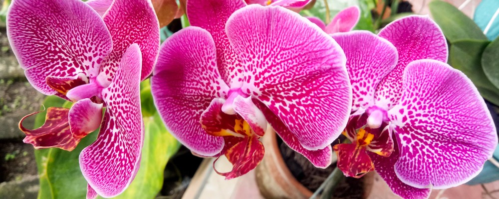 Nuance florale: 10% de remise sur les orchidées