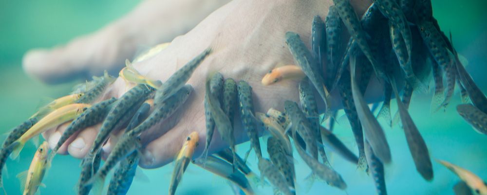 Aquarium-fish spa pédicure : une séance fish spa à 12€