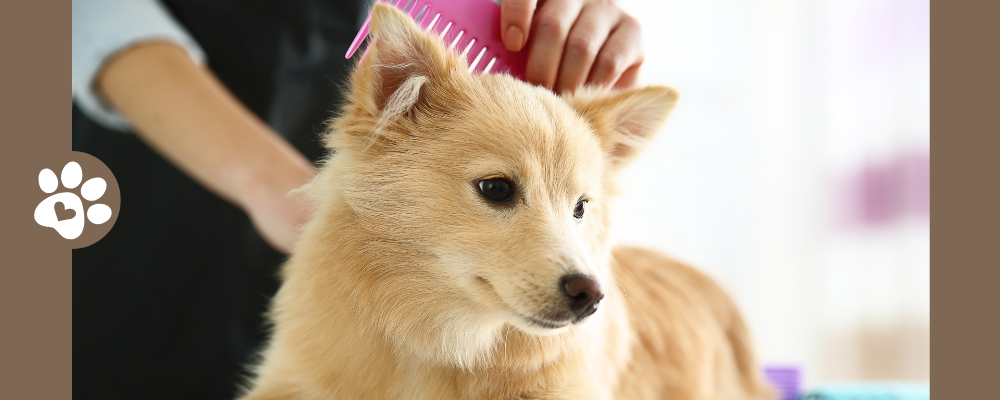 STYL'DOG: 2€ offerts